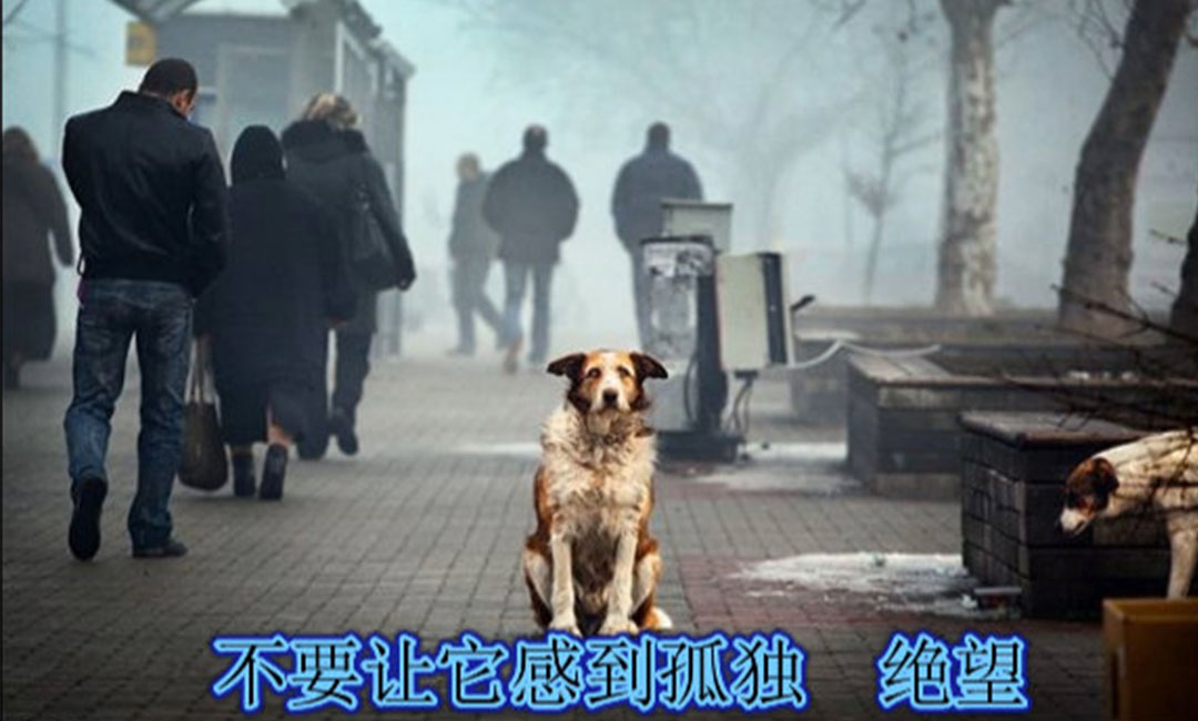 吉安吉安爱影圈微博微信转发案例